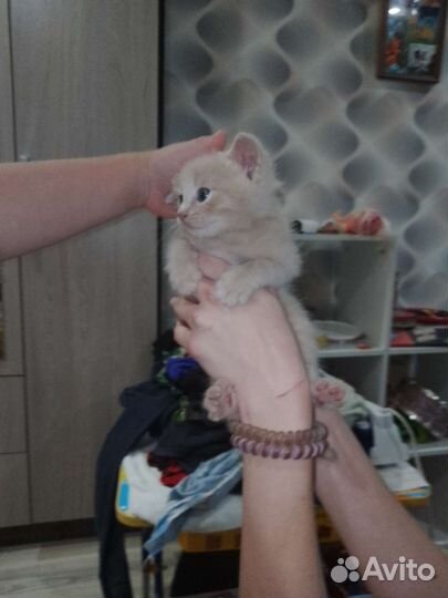 Котята бесплатно