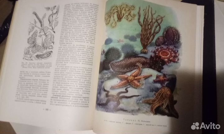 Зоология для учителя 1968г издания
