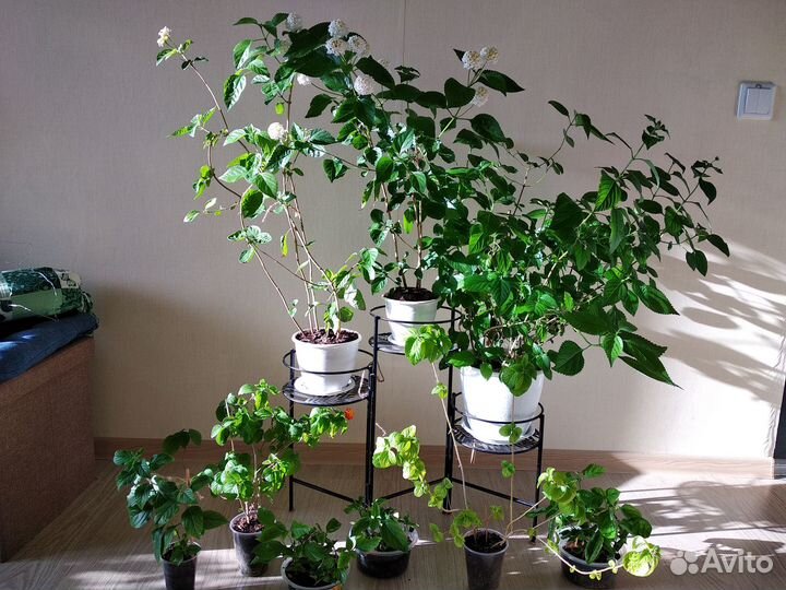 Продам растения Лантана