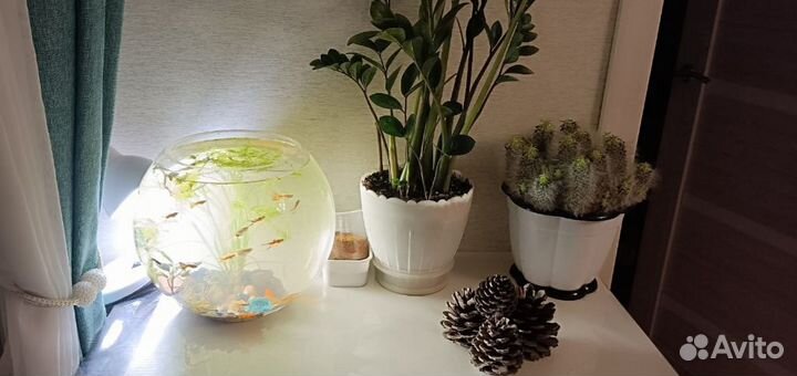 Комплектующие для аквариума и рыбки гуппи