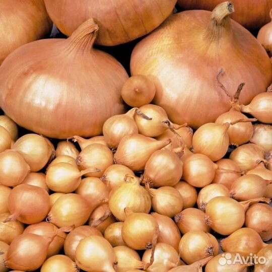 Лук разные сорта, семена