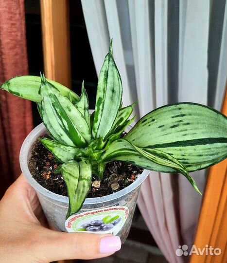 Сансевиерия Муншайн Бразил кристатная и др