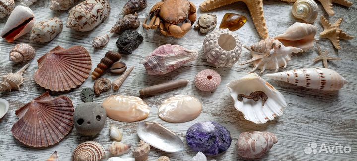 Морские раковины и большие кораллы