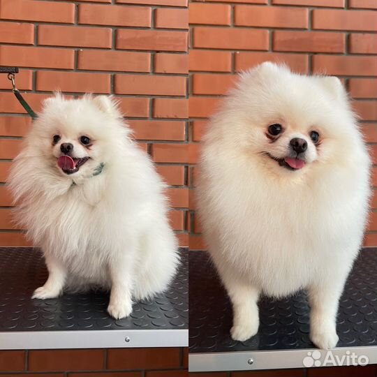 Груминг собак/кошек