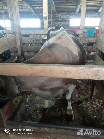 Корова на мясо