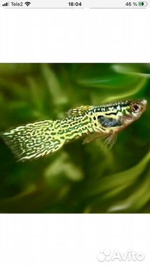 Аквариумные рыбки гуппи