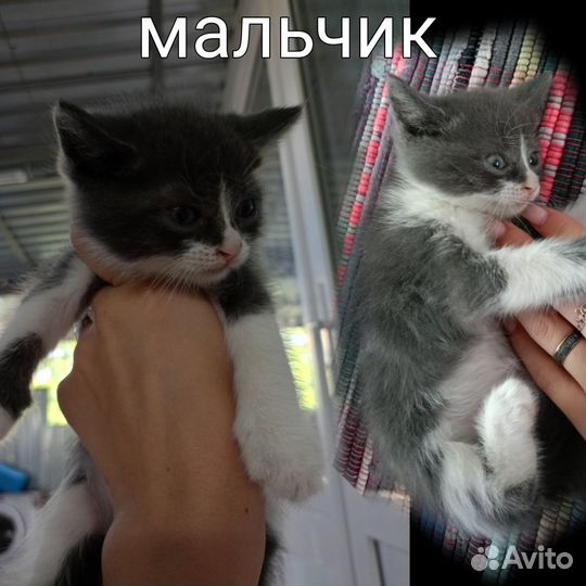 Котята в добрые руки бесплатно