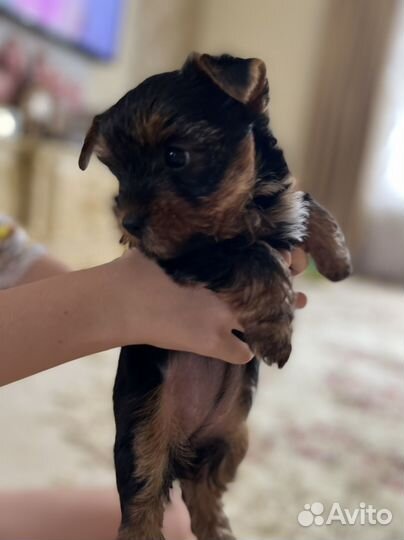 Йоркширский терьер щенки