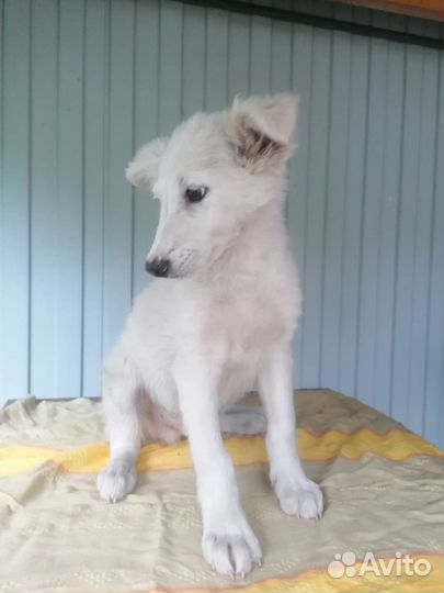 Щенки на охрану