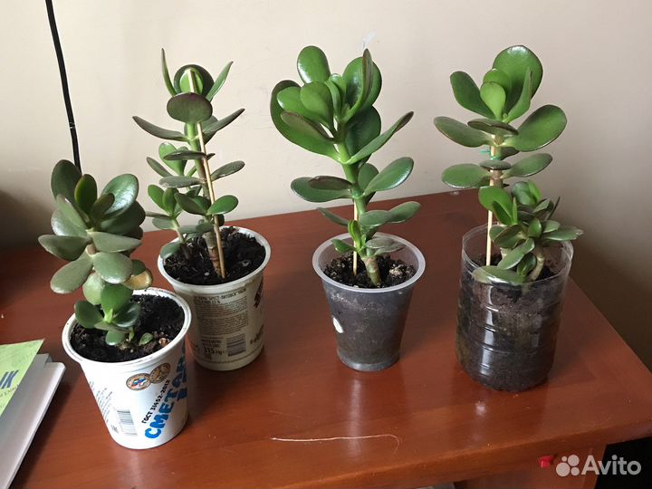 Толстянка. Денежное дерево