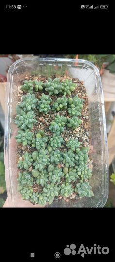 Суккулент пахифитумэхеверия