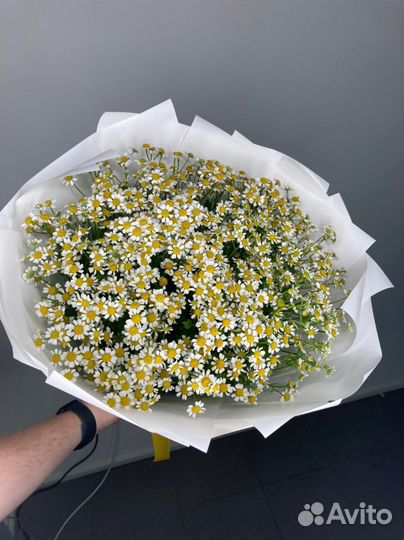 Цветы Ромашки Цветы Букет с Доставкой