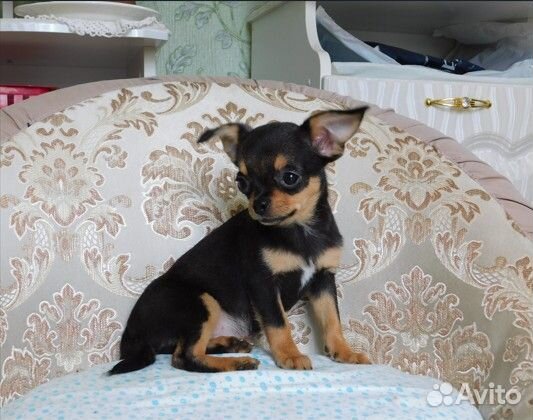 Щенки чихуахуа мальчик