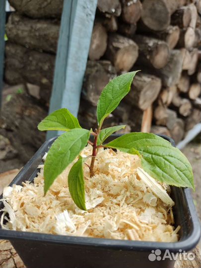 Метельчатая гортензия Vanilla Fraise/Ванилла Фрейз