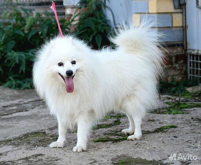 Японский шпиц щенки