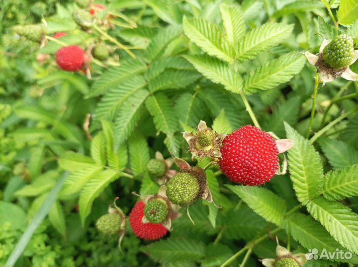 Тибетская малина саженцы