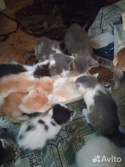 Отдам в добрые руки котяток девочки и мальчики