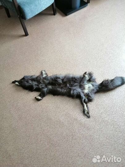 Шкурка животного