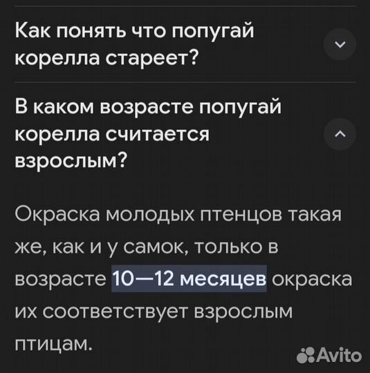 Попугай корелла птенец