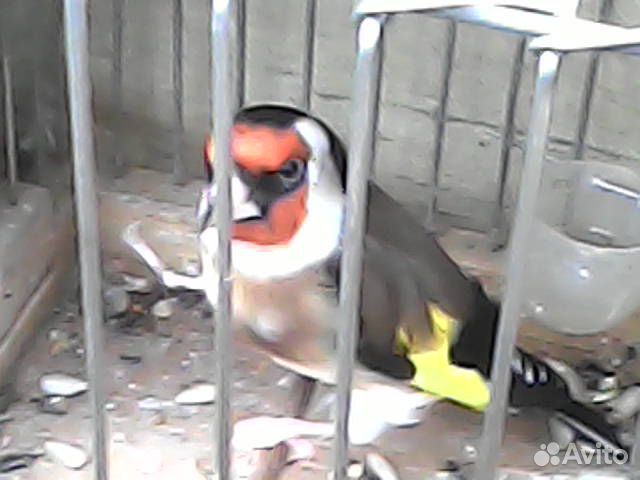 Щеглы,снегири