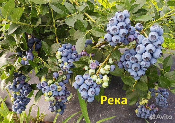 Саженцы голубики