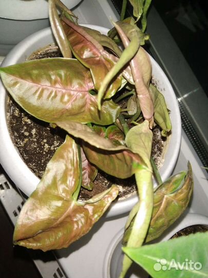 Сингониумы готовые коллекцией