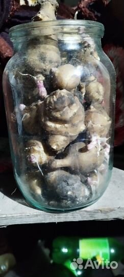 Топинамбур клубни