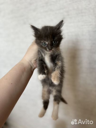Котята бесплатно