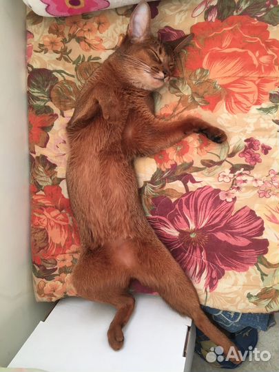 Абиссинский котенок
