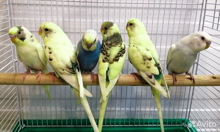 Птенцы волнистых попугайчиков