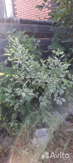 Ель голубая,зеленая от 2.5