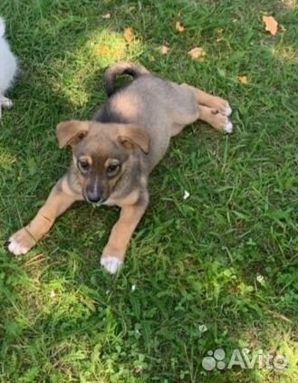 Щенок от маленькой собаки