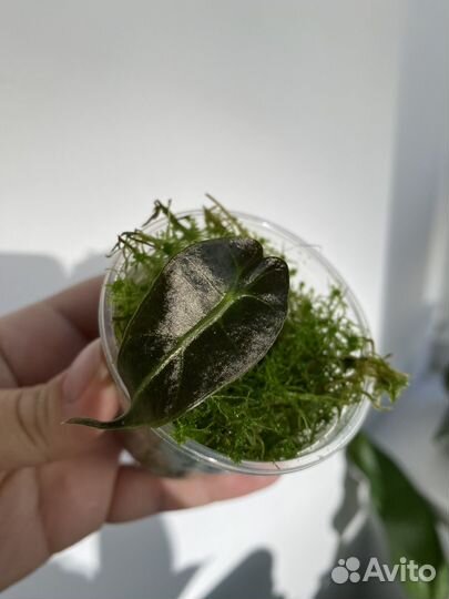 Алоказия полли