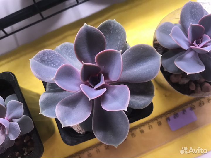 Суккулент. Эхевения Жемчужина Нюнберга