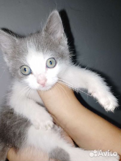 Котенок
