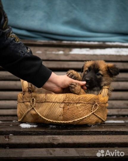 Щенок в добрые руки бесплатно