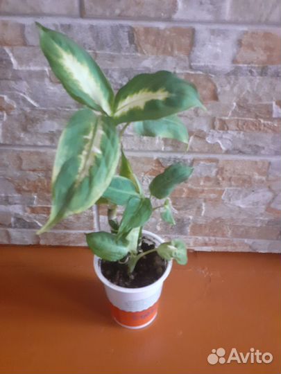 Диффенбахия