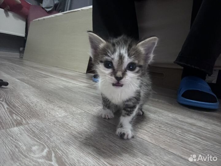 Найденные котята