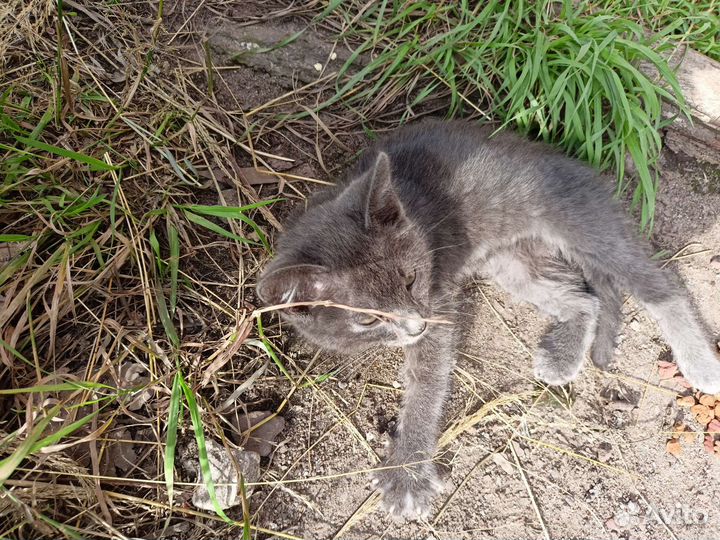 Котёночек
