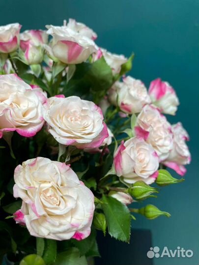 Роза кустовая 60см Казань