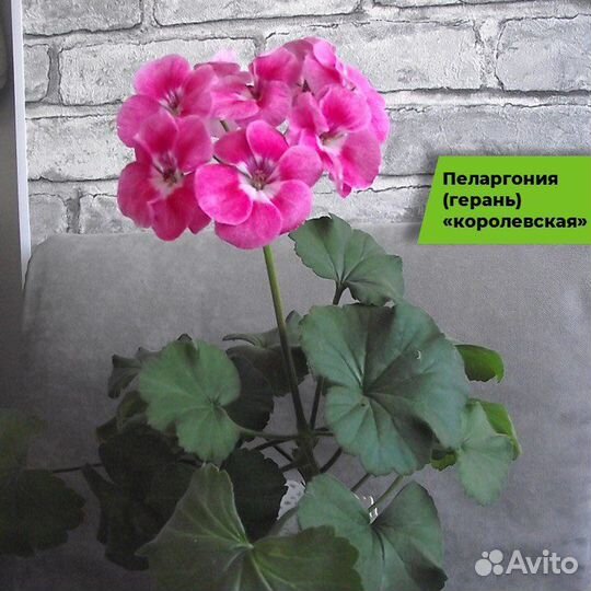 Пеларгония (герань)