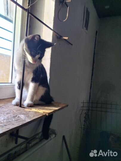 Кошка в дар бесплатно