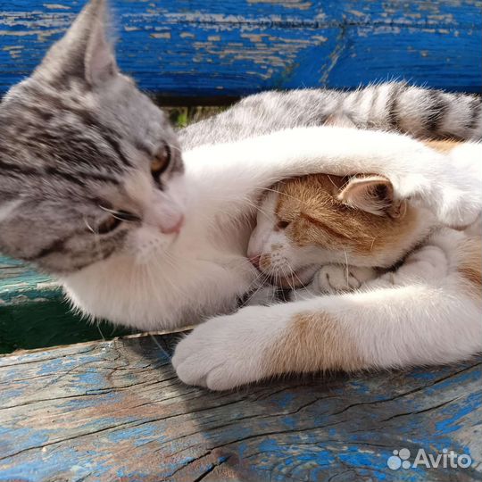 Кошка в дар бесплатно