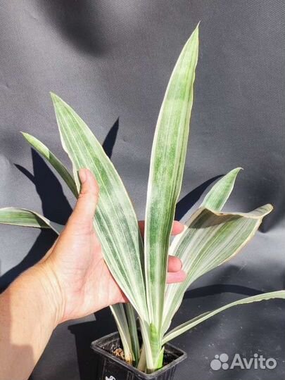 Сансевиерия Манолин -Sansevieria Manolin