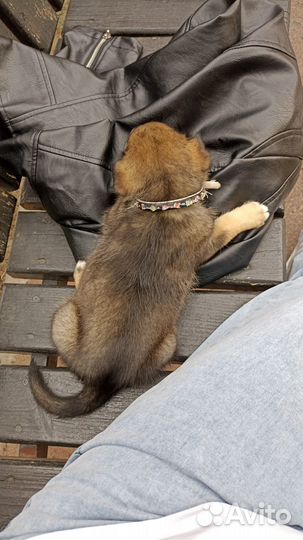 Отдам бесплатно щенка