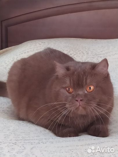 Британская девочка в семью