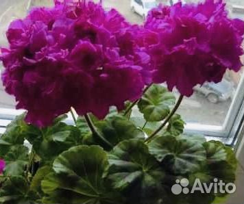 Пеларгония сортовая