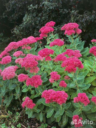 Садовые растения