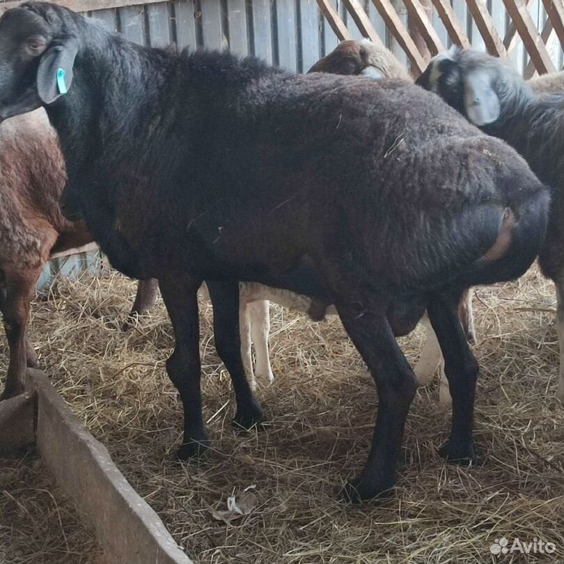 Баранчики, овцы, эдельбаевской породы