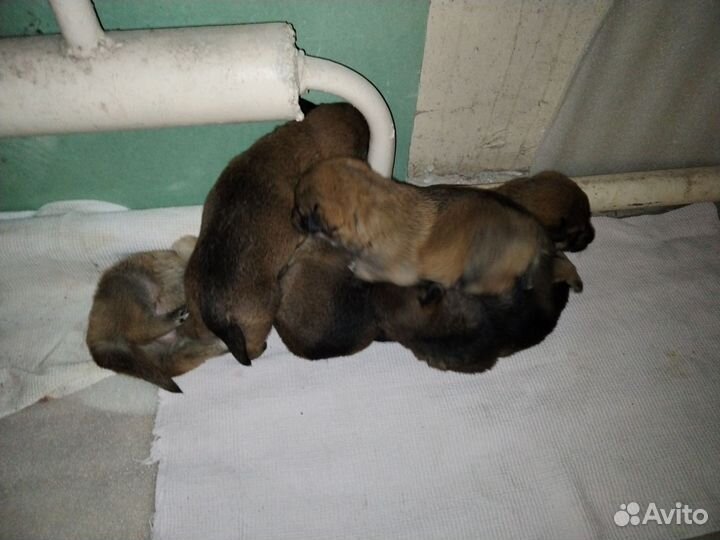 Щенки